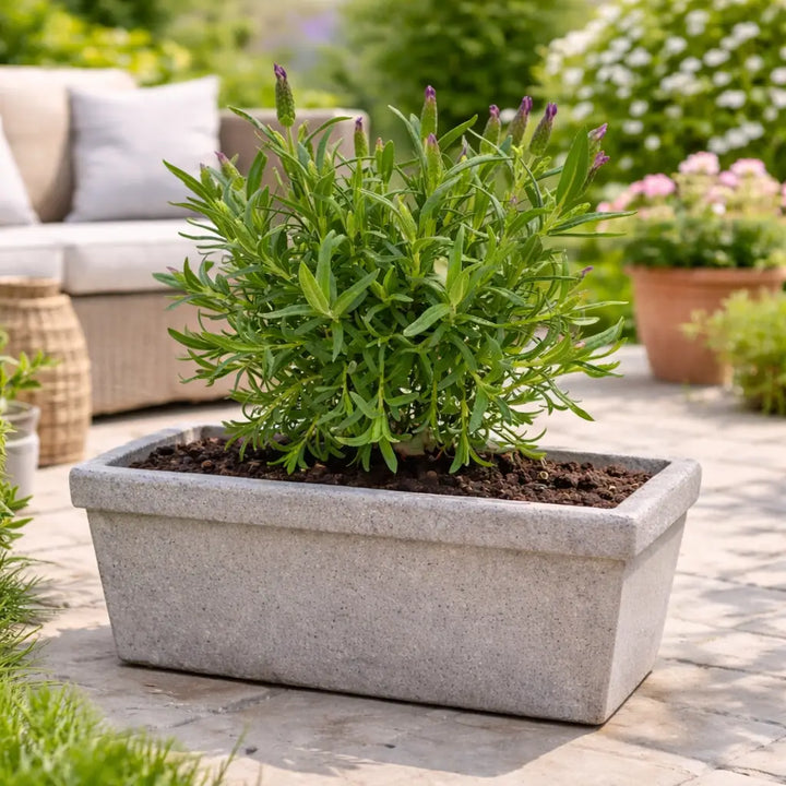 Pianta lavanda profumata - Pianta lavanda in vaso rettangolare per giardini e terrazzi soleggiati