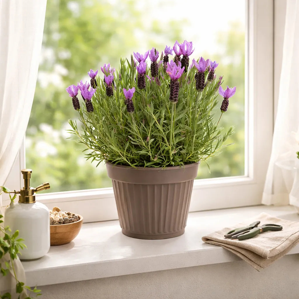 Lavandula angustifolia D. 22 cm