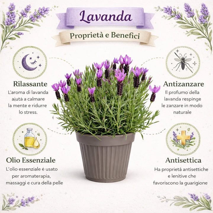 Lavandula angustifolia D. 22 cm
