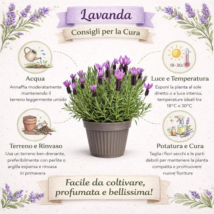 Lavandula angustifolia D. 22 cm