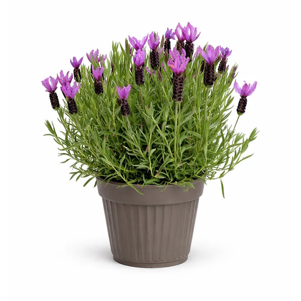 Lavandula angustifolia D. 22 cm