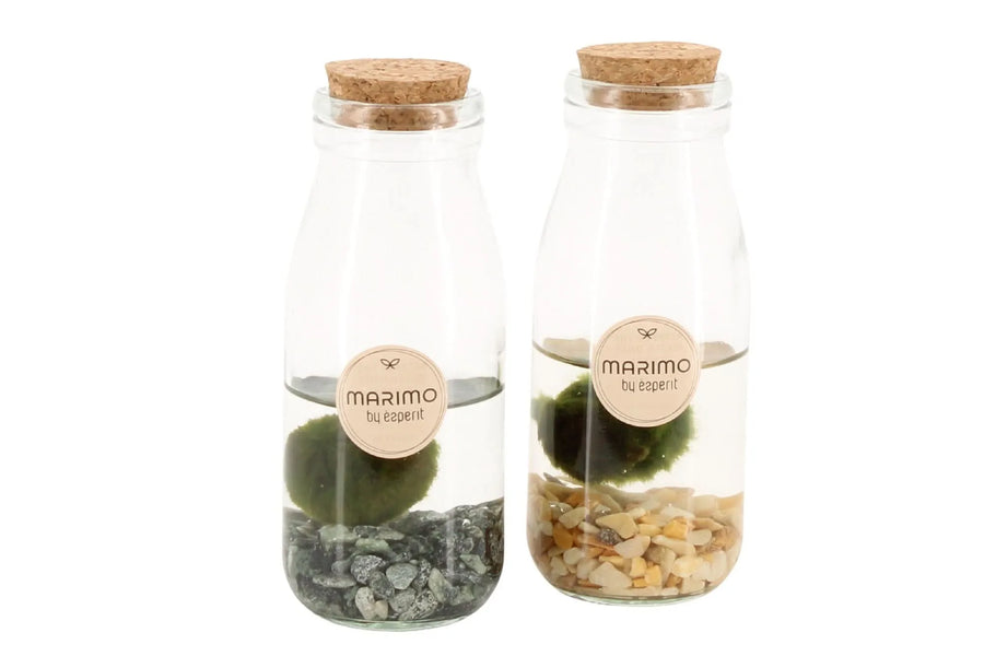 Marimo 90545 - i Giardini di Giulia  