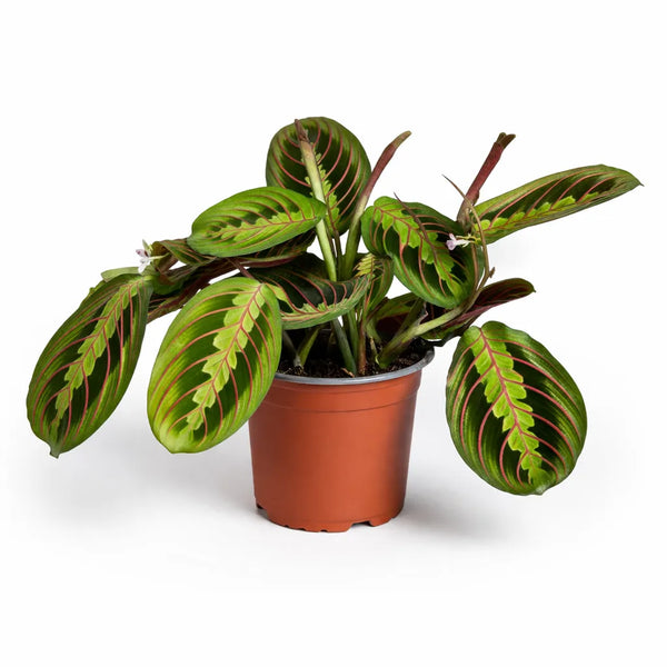 Maranta leuconeura Fascinator Topf 12 cm Höhe 30 cm