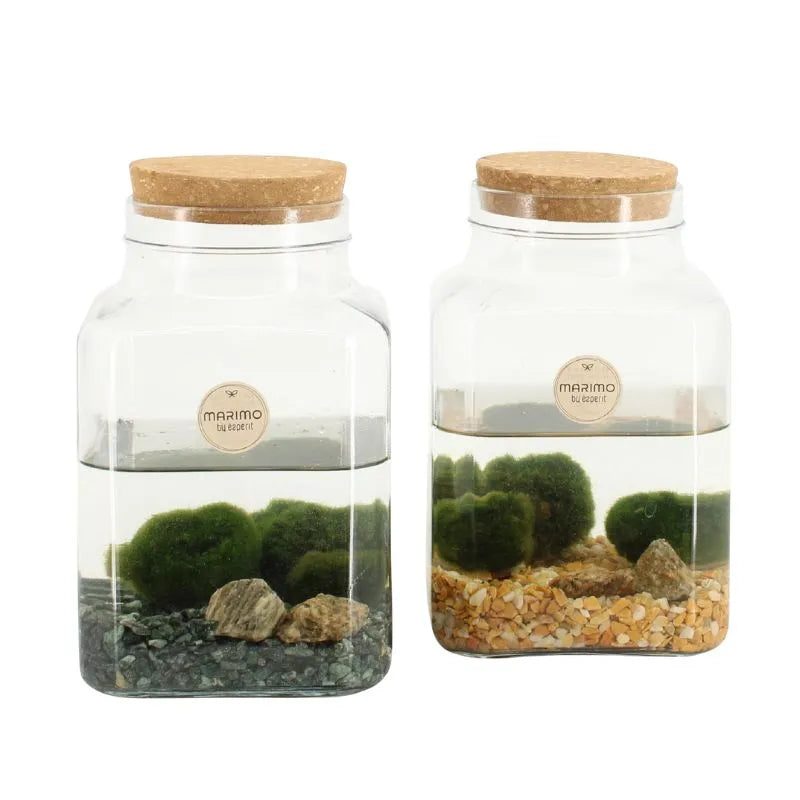 Marimo Ø13 H20 - Alga palla giapponese in contenitore di vetro con acqua