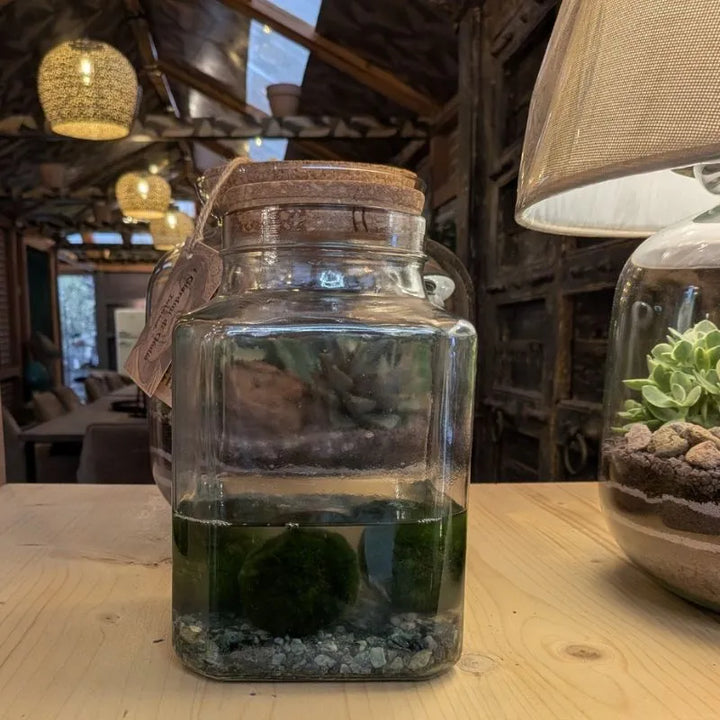 Marimo regalo - Alga palla giapponese in un ambiente domestico moderno