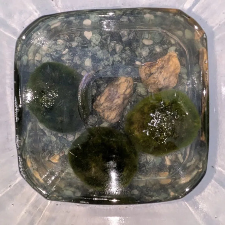 Marimo alga palla - Tre Marimo di diverse dimensioni in contenitori di vetro