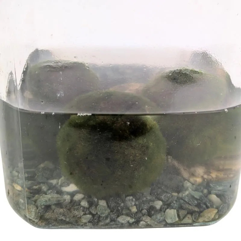 Marimo - Dettaglio ravvicinato dell'alga palla verde