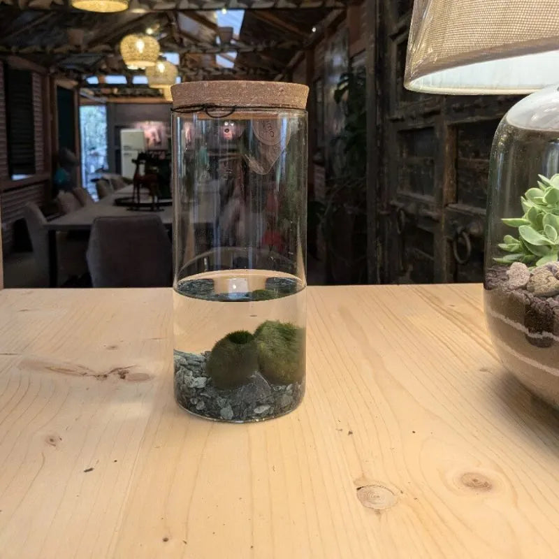 Moss ball D.7.5 H.15 cm