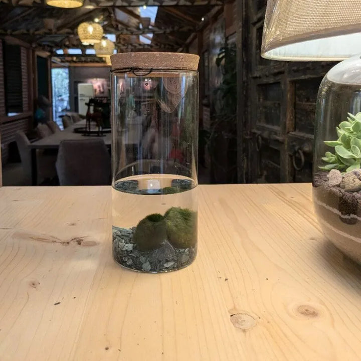 Moss ball D.7.5 H.15 cm