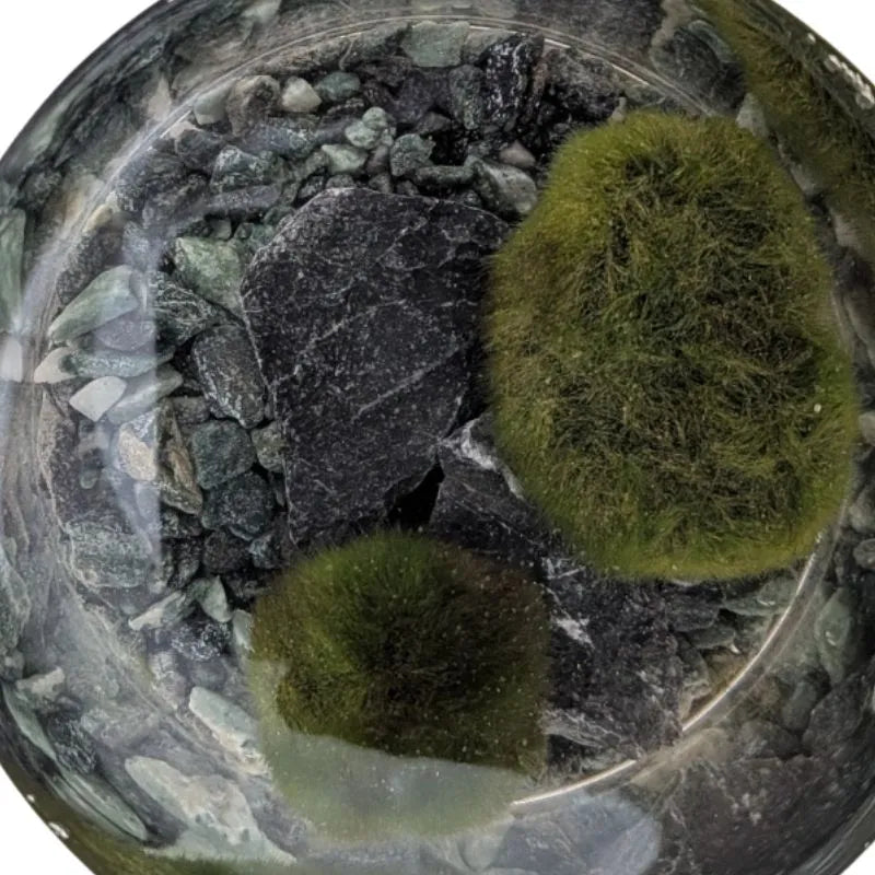 Moss ball D.7.5 H.15 cm