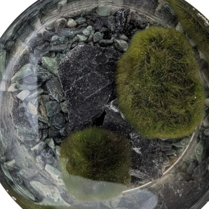 Moss ball D.7.5 H.15 cm
