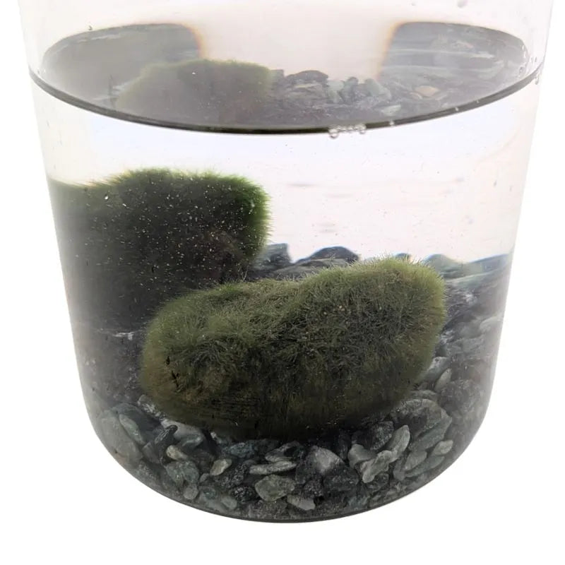 Moss ball D.7.5 H.15 cm