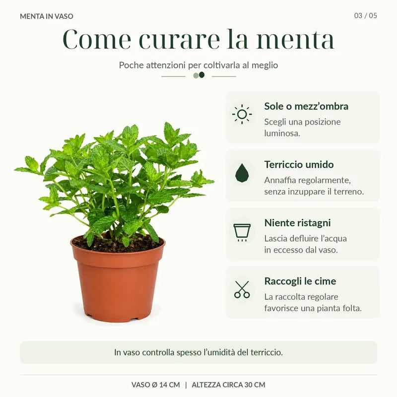 Menta marocchina in vaso con indicazioni per esposizione, irrigazione e raccolta