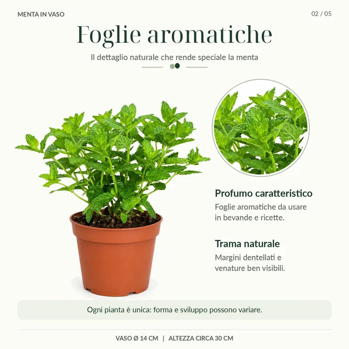 Dettaglio delle foglie verdi aromatiche della menta marocchina