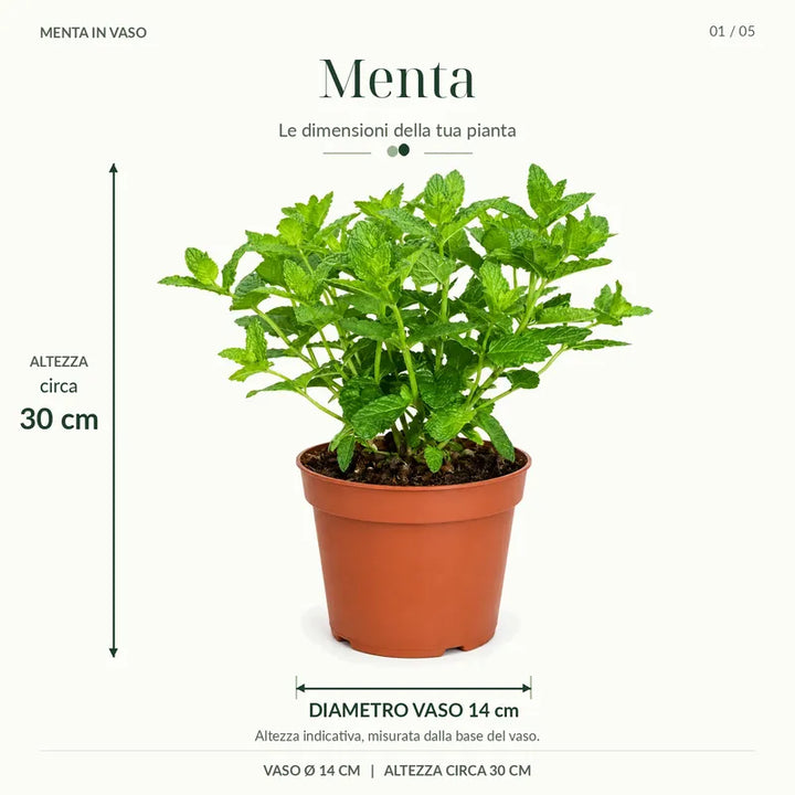Menta marocchina in vaso da 14 cm con indicazione delle dimensioni della pianta