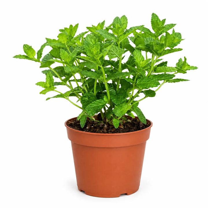 Menta marocchina in vaso da 14 cm su sfondo bianco, con foglie verdi aromatiche
