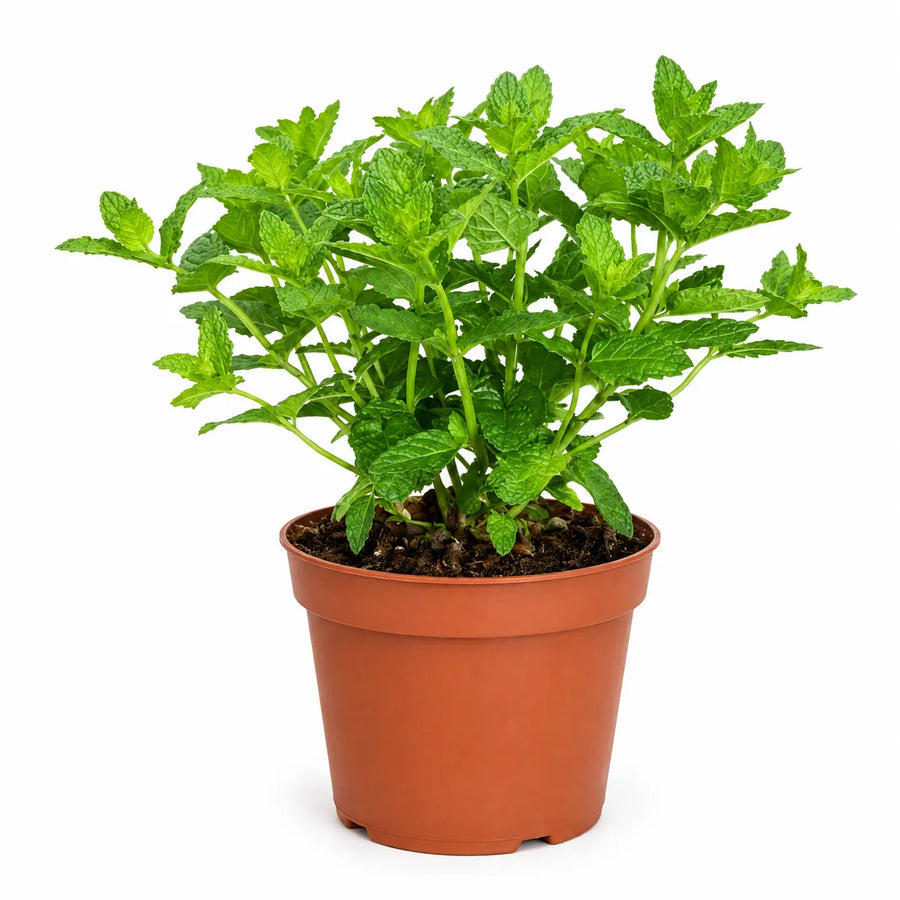 Menta marocchina in vaso da 14 cm su sfondo bianco, con foglie verdi aromatiche