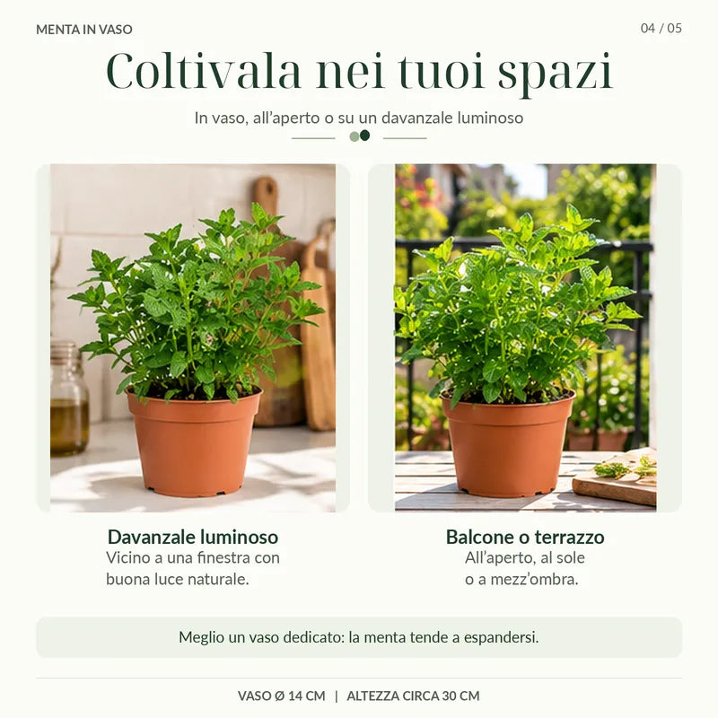 Menta marocchina in vaso su un davanzale luminoso, adatta a balcone o terrazzo