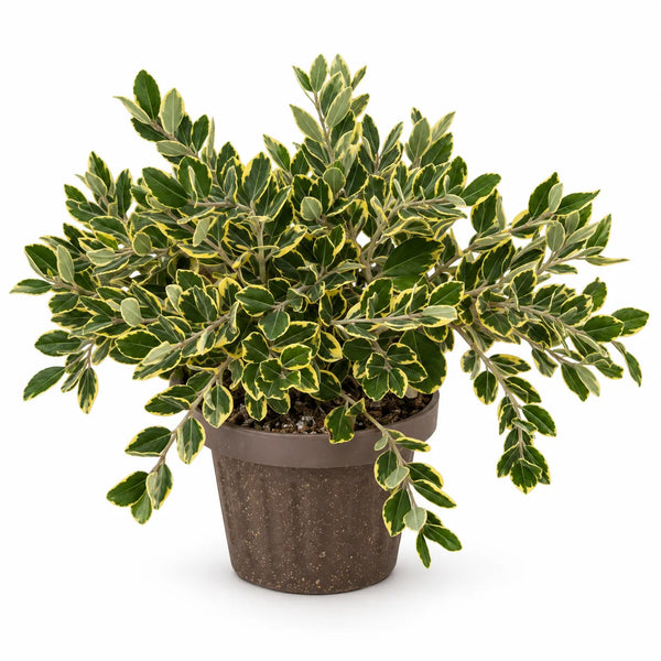Metrosideros variegato D.18 H.35 cm