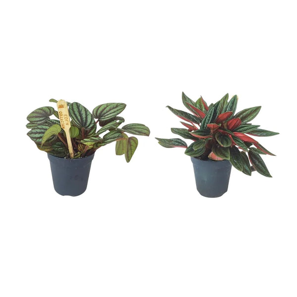 Mini peperomia