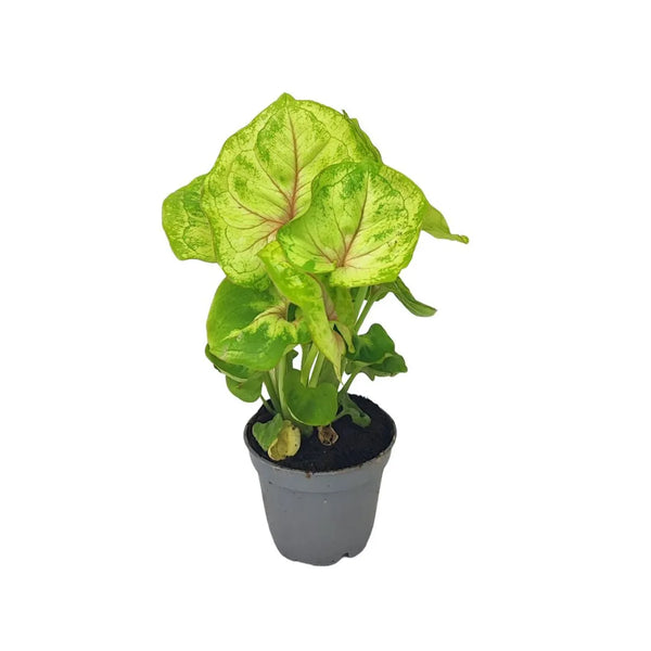Mini syngonium