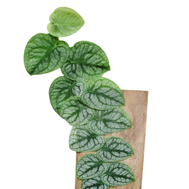 Monstera Dubia - primo piano delle foglie variegate con diverse sfumature di verde