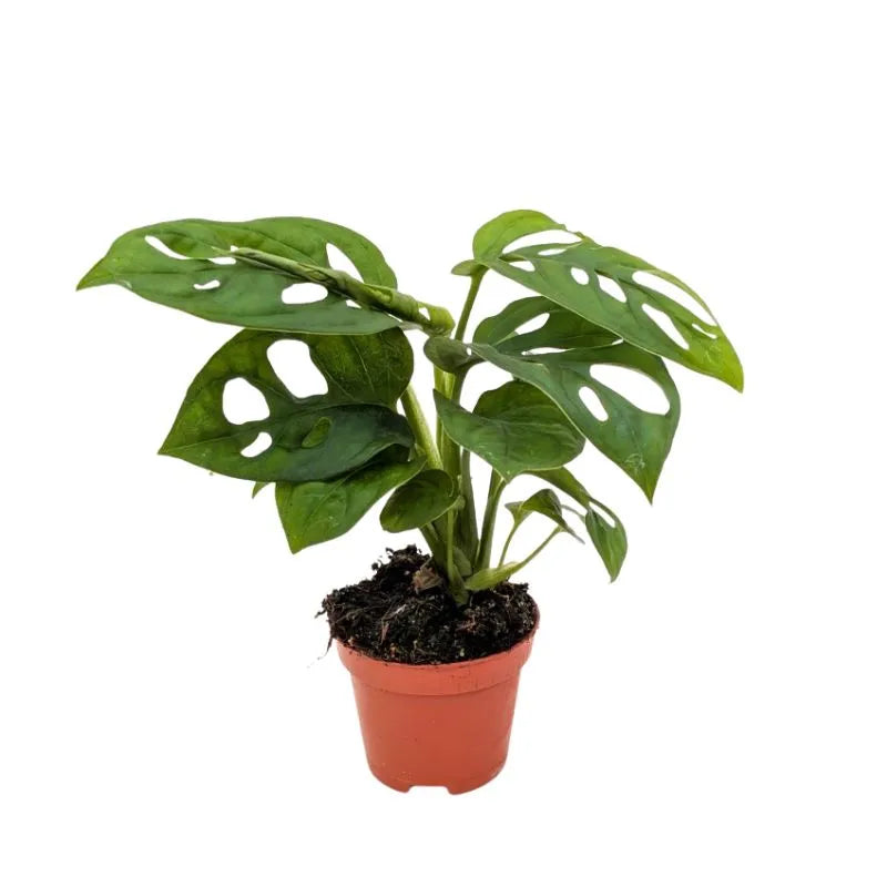 Mini Monstera Monkey Obliqua - pianta da interno con foglie perforate