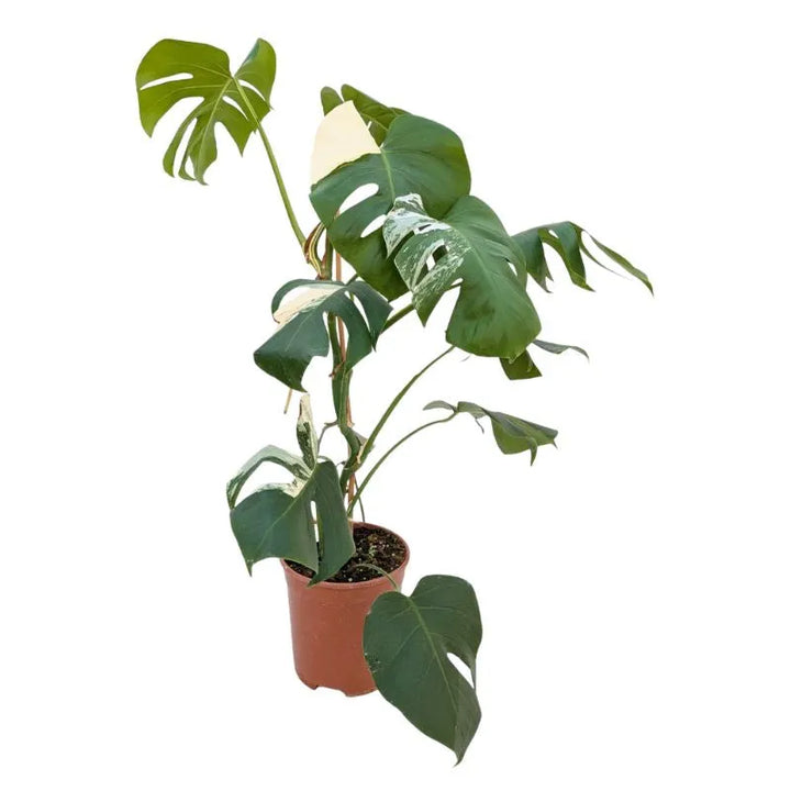 Monstera Deliciosa Albo Variegata - Ejemplar Raro