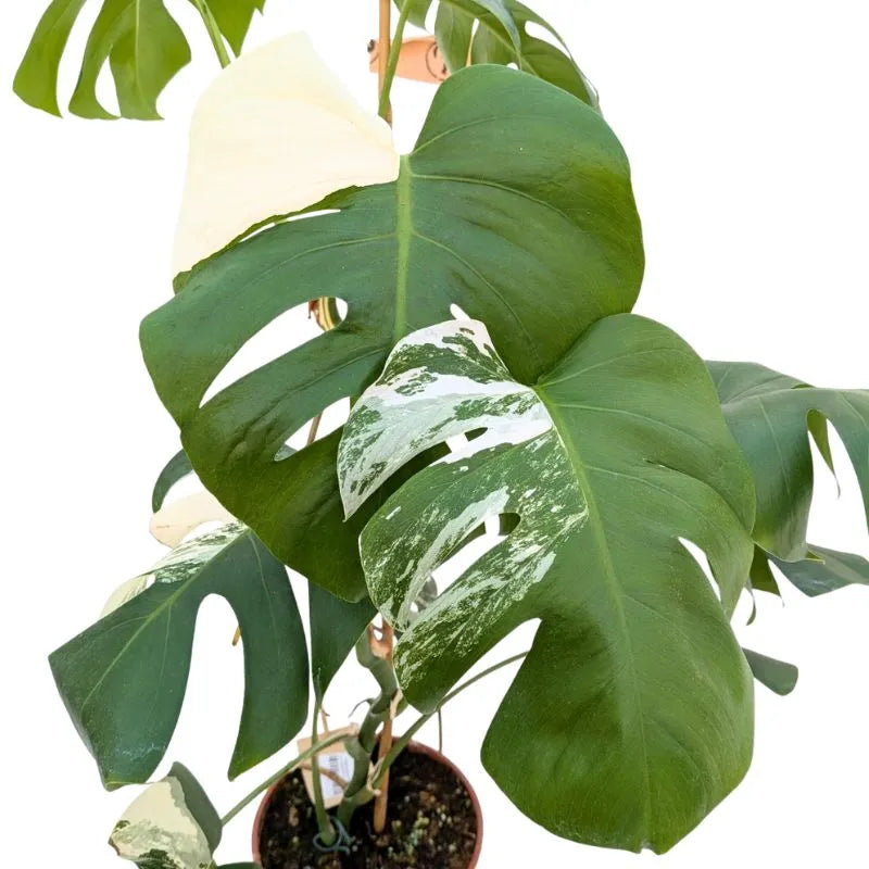 Monstera Deliciosa Albo Variegata - Ejemplar Raro