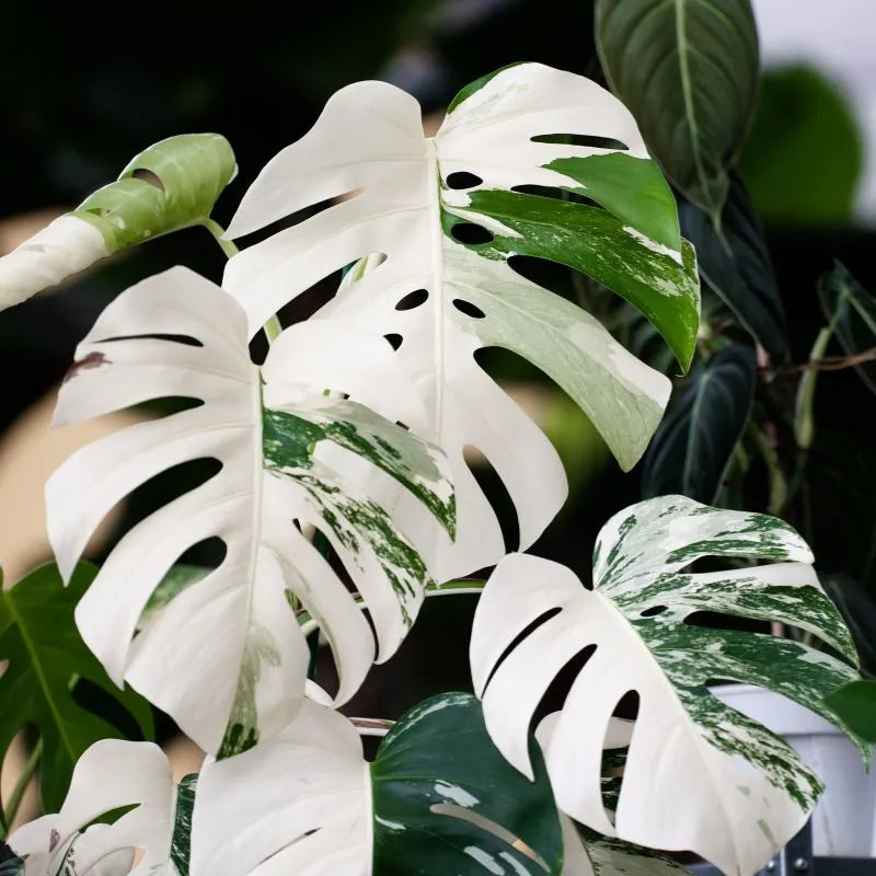 Monstera Deliciosa Albo Variegata - Ejemplar Raro