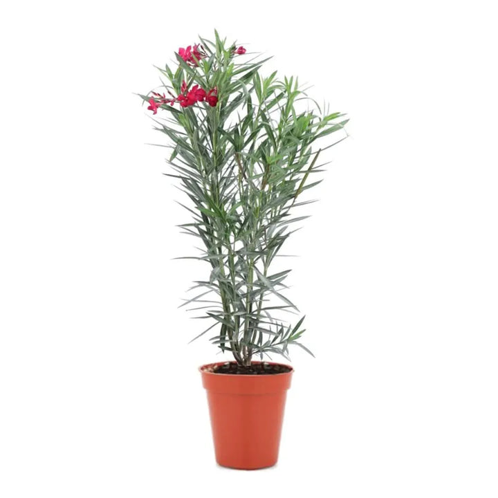 Oleandro 100 cm in vaso - pianta mediterranea con fiori rosa vivaci, ideale per giardini e terrazzi
