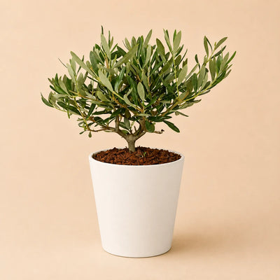 Olivier bonsaï Dallas Midi - Hauteur de la plante : 40 cm