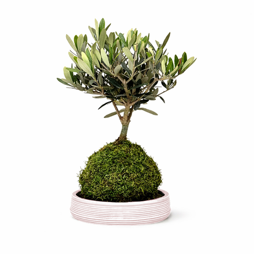 Kokedama di olivo con sfera di muschio e base in ceramica Made in Italy su superficie chiara