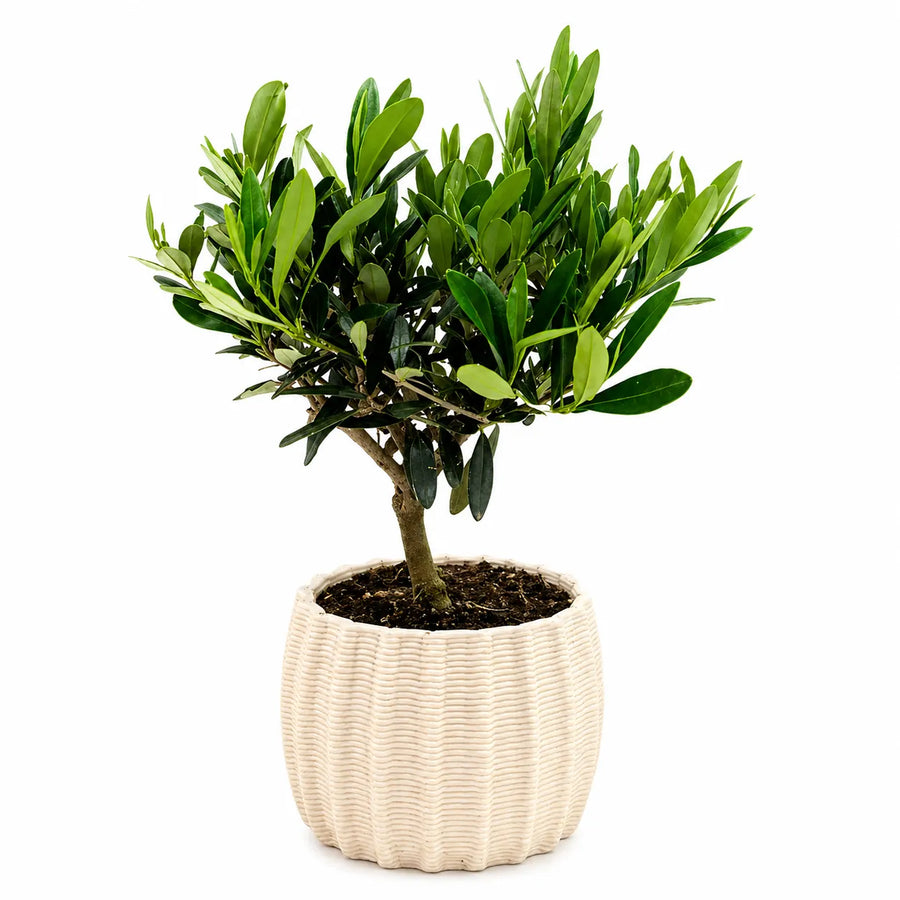 Olivo alto 35 cm in vaso artigianale Dioniso diametro 16 cm, con chioma verde e vaso bianco decorativo su sfondo bianco.