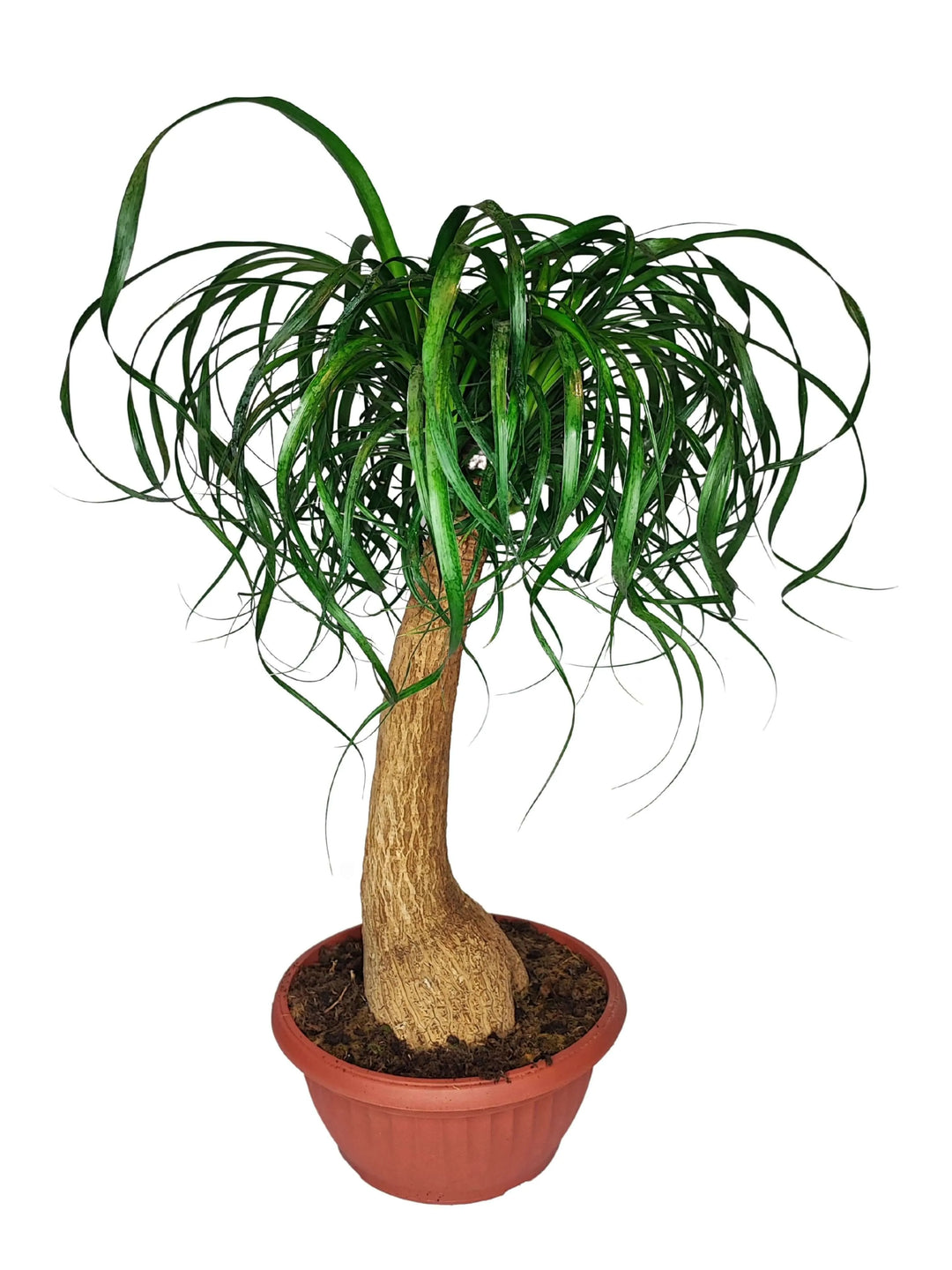 Beaucarnea Mangiafumo - dettaglio tronco robusto e foglie ricadenti