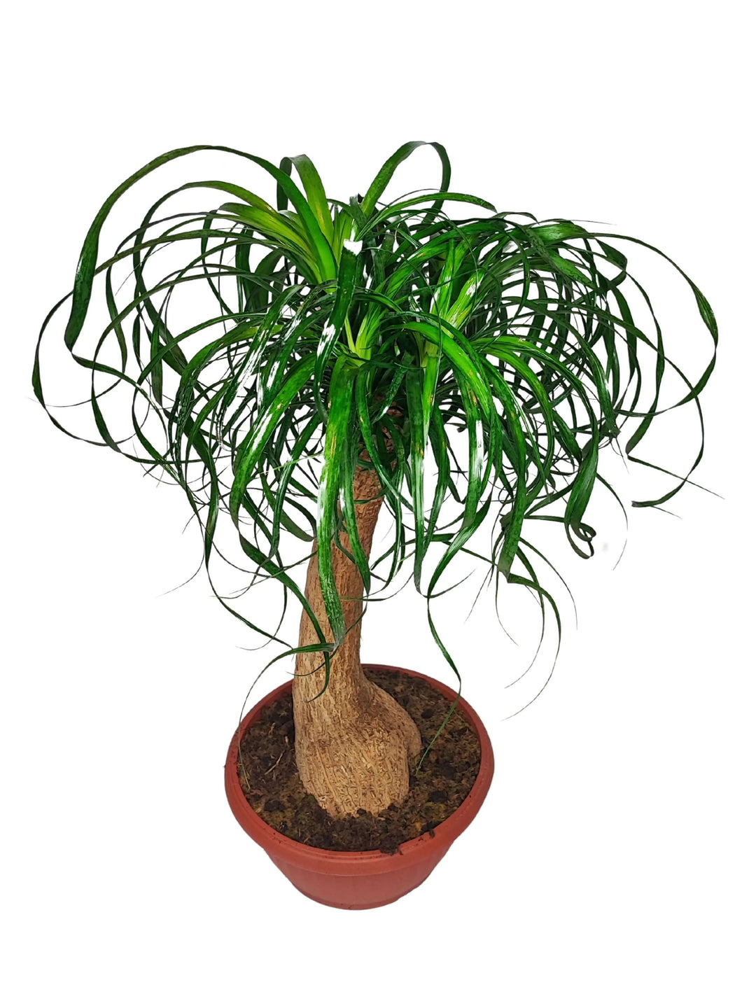 Beaucarnea 60 cm - pianta mangiafumo in ambiente domestico moderno