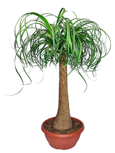 Beaucarnea (Mangiafumo) Altezza Pianta 85 cm