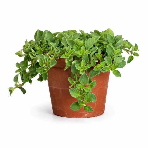 Wilder Oregano D.14 H.30 cm