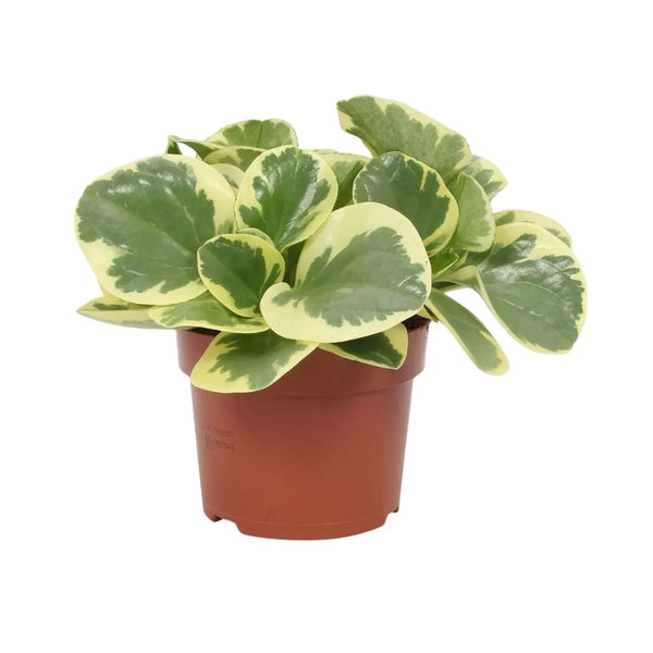 Peperomia Obtusifolia Variegata Ø 12 Pot en plastique