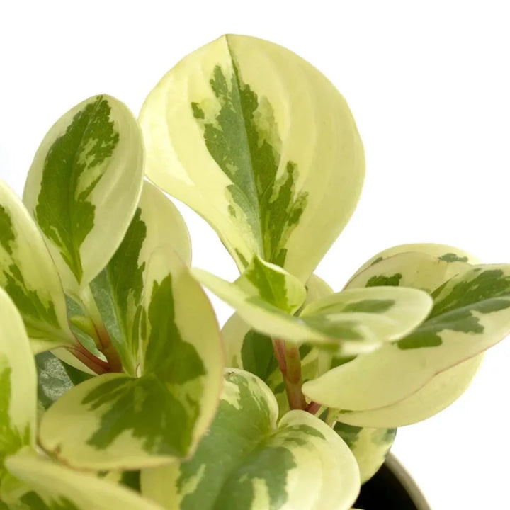 dettaglio delle foglie della pianta di colore verde chiaro con variegature crema 