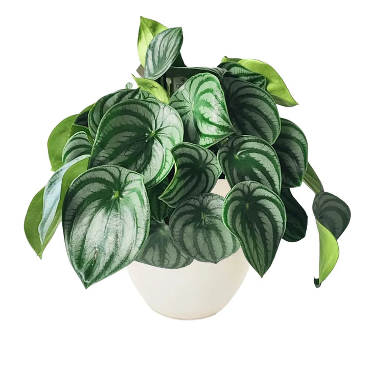 Peperomia Argyreia Watermelon - pianta in vaso avorio, foglie striate verdi e argento