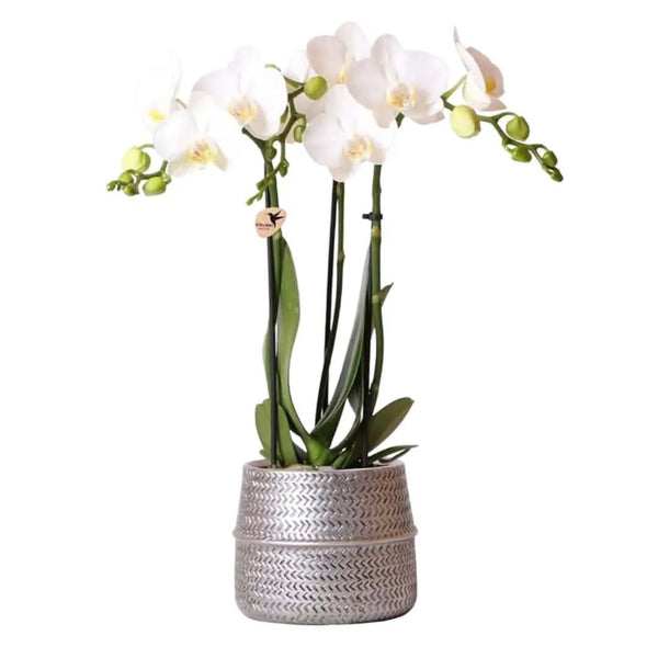 Phalaenopsis mixed