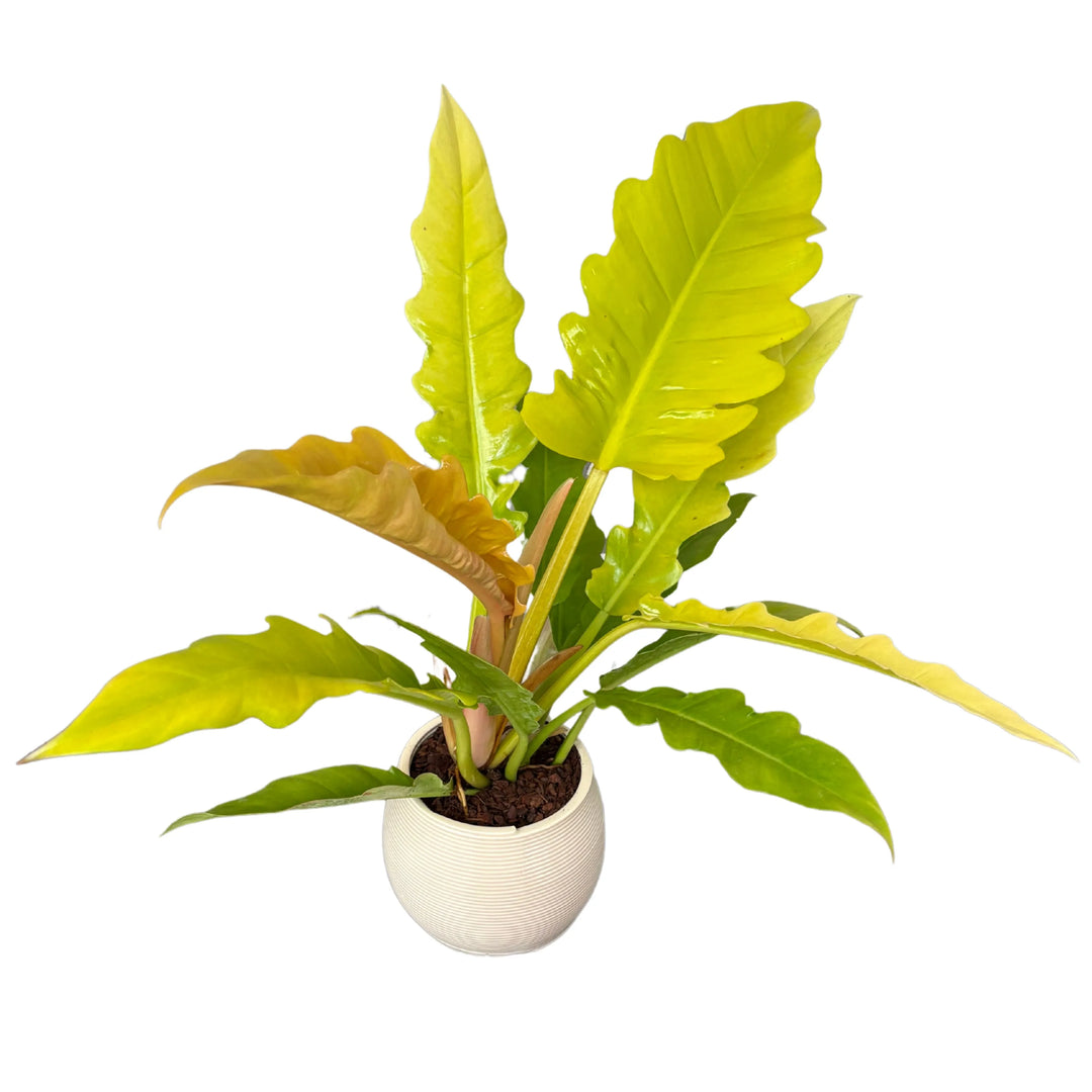 Philodendron Ring of Fire - vista dall'alto delle foglie variegate