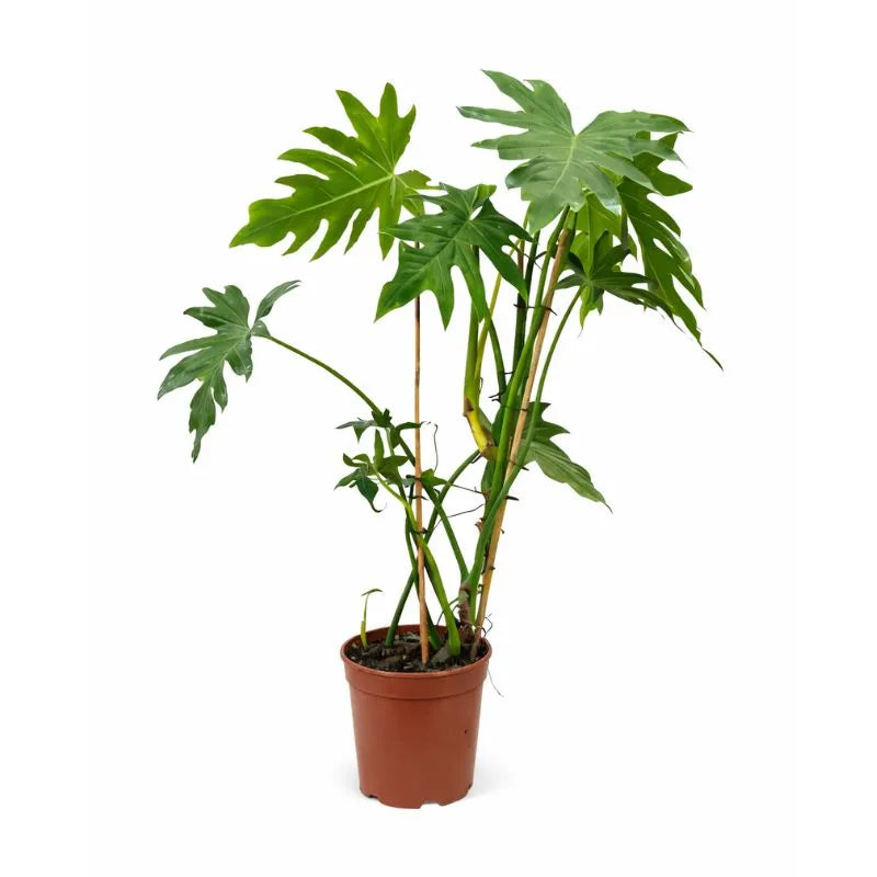Philodendron Selloum cura - dettaglio delle foglie verdi lucide