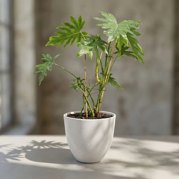 Philodendron Selloum pianta - primo piano delle nervature delle foglie