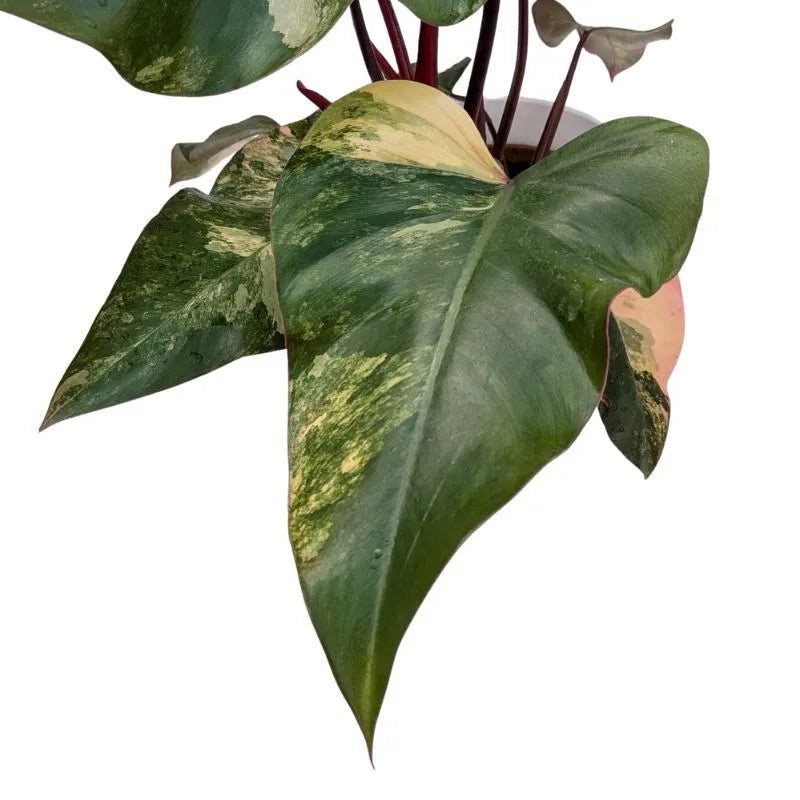 Dettaglio foglia del Philodendron Pink Princess con marcate variegature rosa