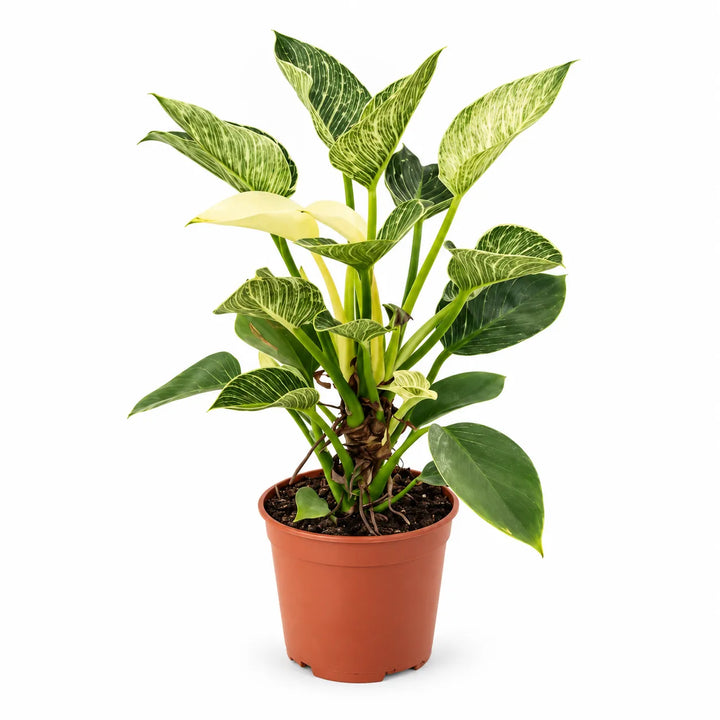 Philodendron Birkin - pianta da interno con foglie variegate e lucide in ambiente domestico