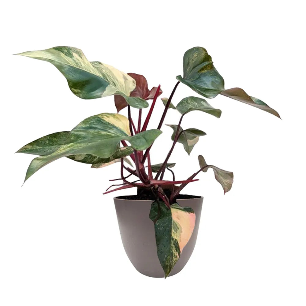 Pianta Philodendron Pink Princess - dettaglio foglie variegate in vaso color tortora