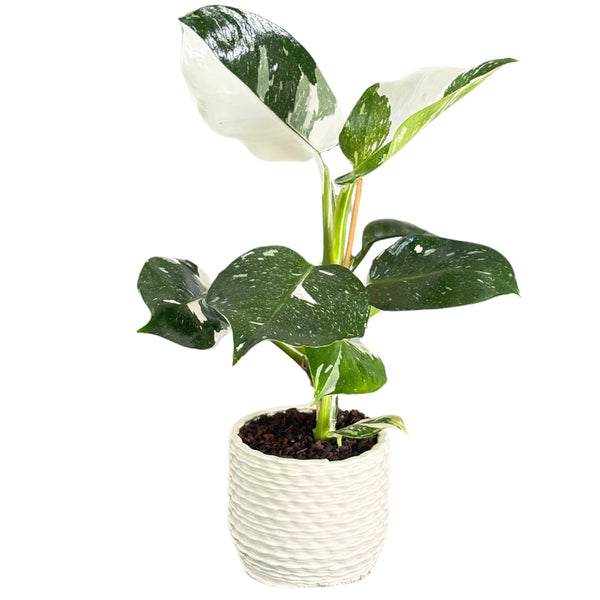 Filodendro blanco en maceta de cerámica blanca esmaltada D. 12 cm H. 42 cm