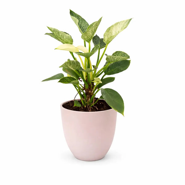 Philodendron Birkin D.17 H.50 cm